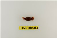 藏品(弧邊管招潮蟹)的圖片